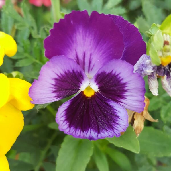 Tisane Éclat d’Amel